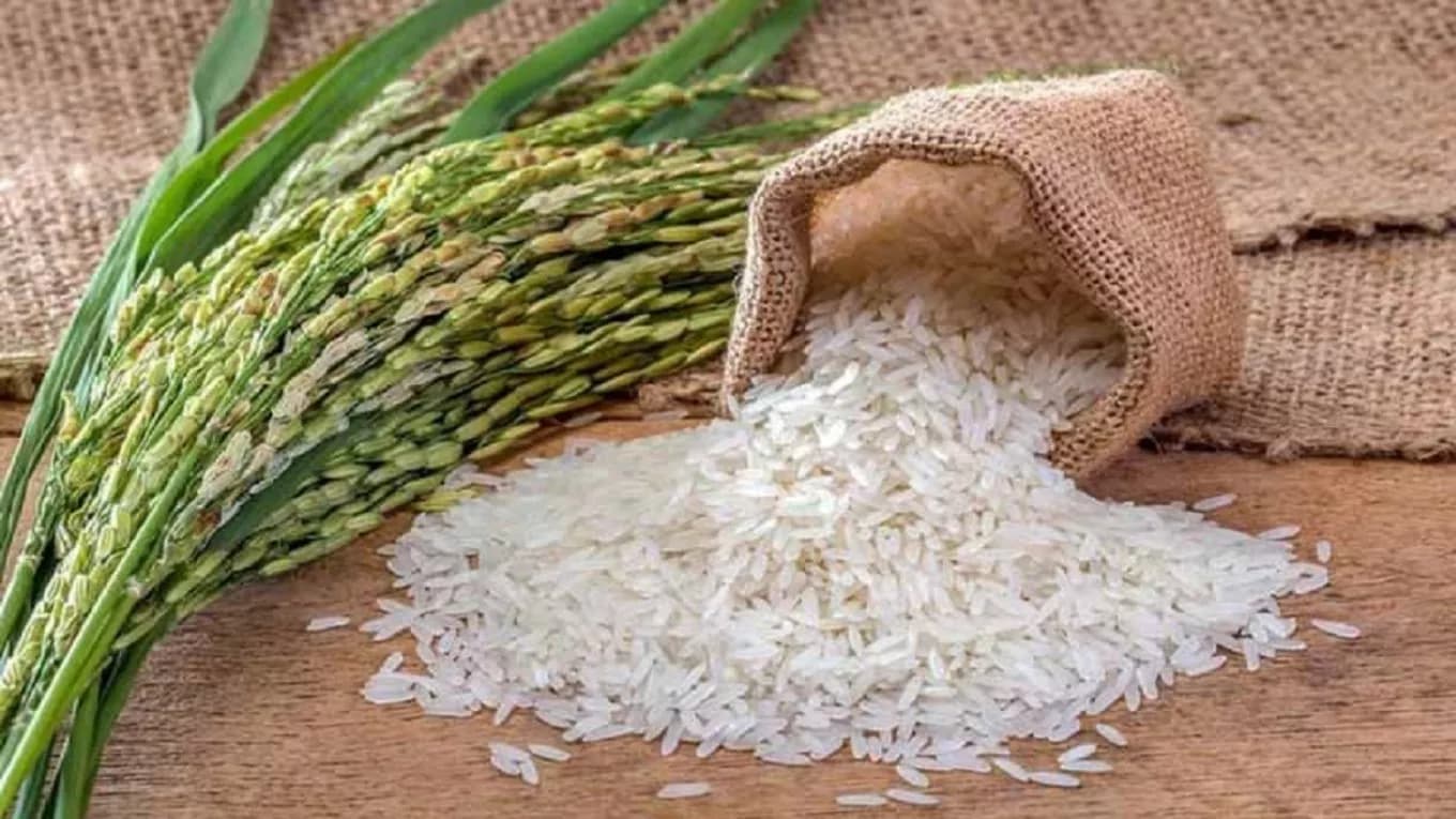تولیدی برنج گیلان خزر